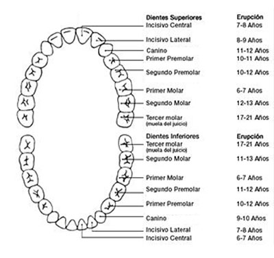 Fase de dentición permanente - dientes definitivos